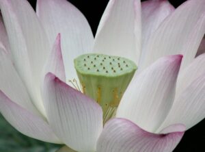 Decoradhouse Garden Tips by Decoratoradvice