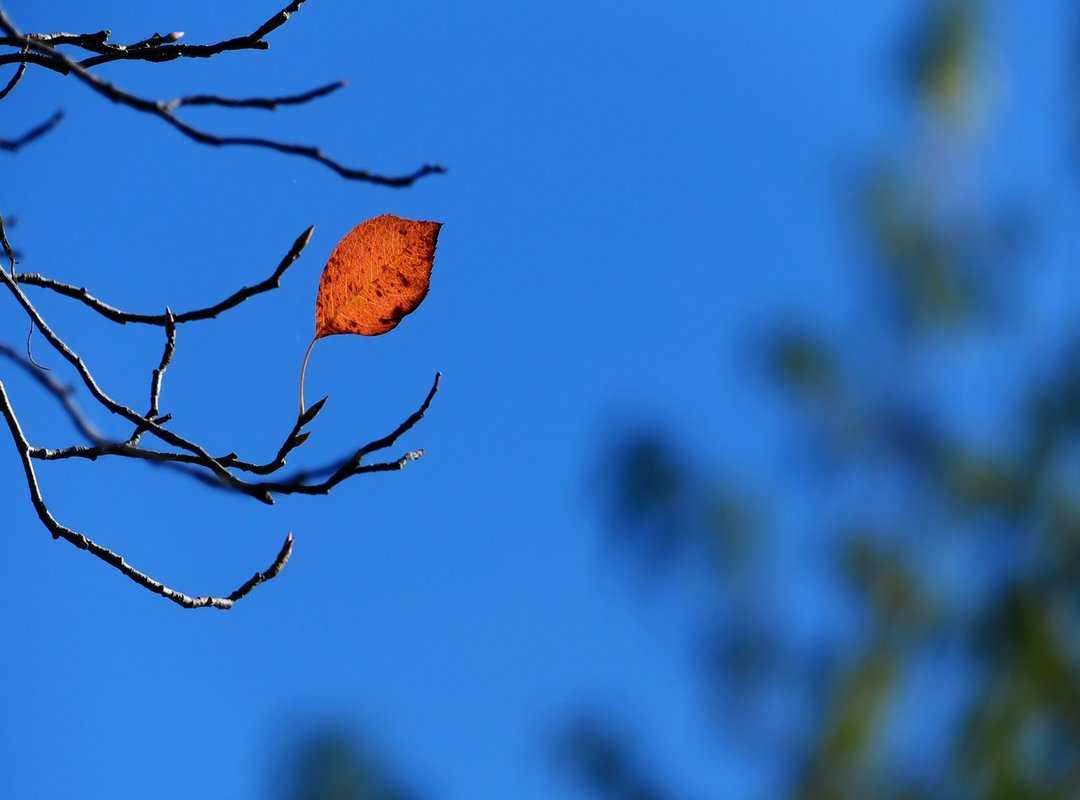 Garden Decoration Kdalandscapetion