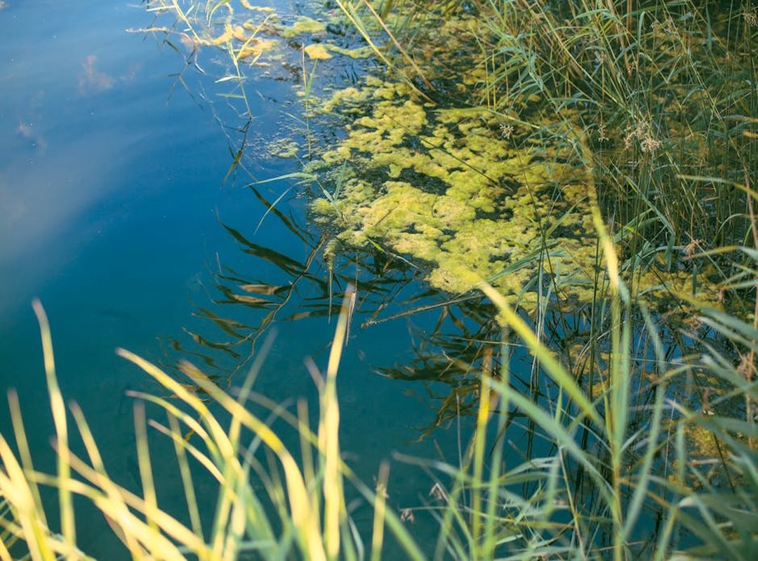 Backyard Pool Maintenance Mrshomext