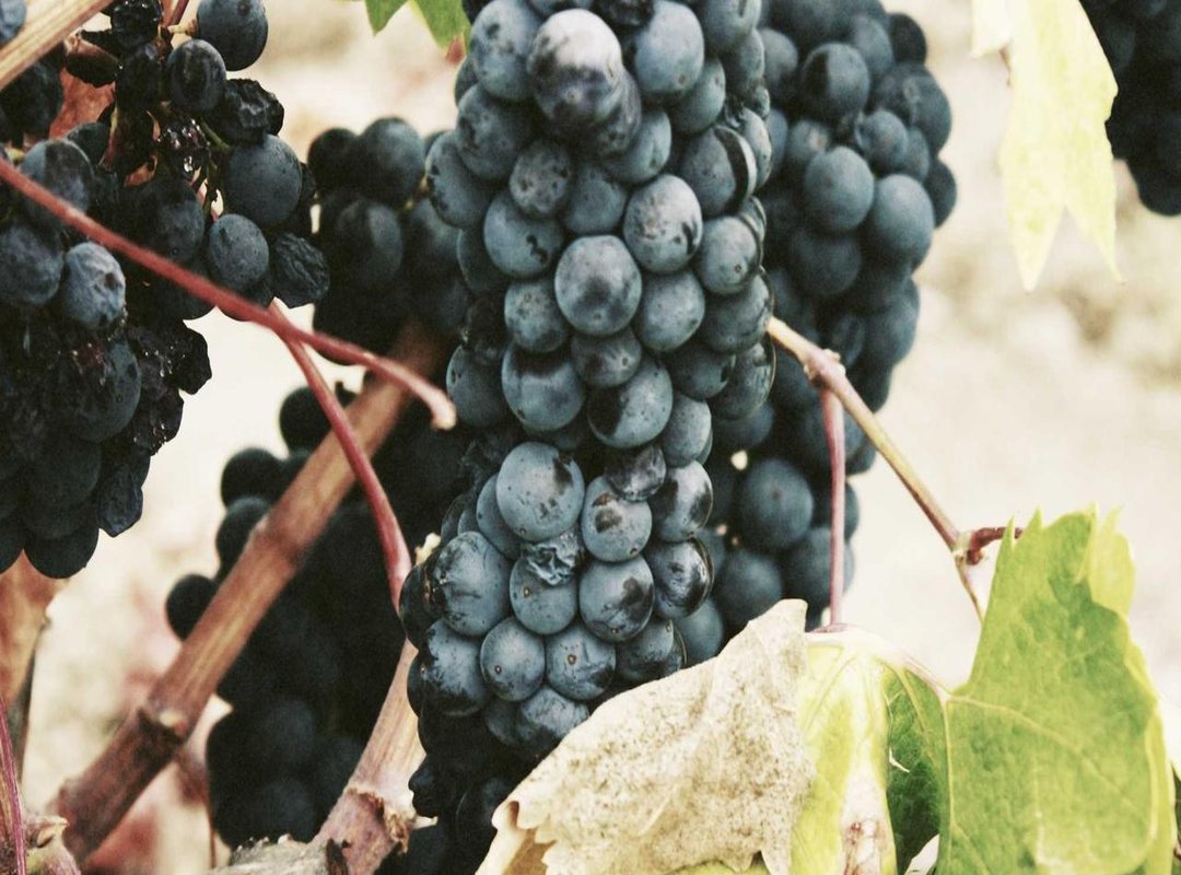 Cultural Impact: From a Personal Song to a Global Movement