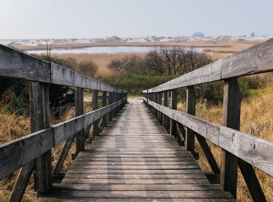 Decoding the Meaning: Why We All Feel Like the Sitting Fox